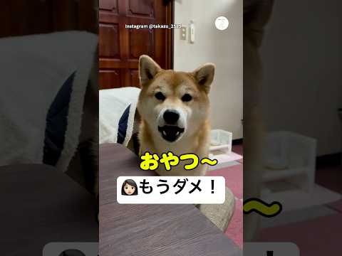 おやつはもうダメと言われた柴犬　柴犬　犬　かわいい犬 犬のいる暮らし 面白い サムネイル