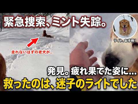 【緊急捜索】雪深い森で消えた老犬ミント。絶望の淵で救ったのは、迷子のライトでした。 サムネイル
