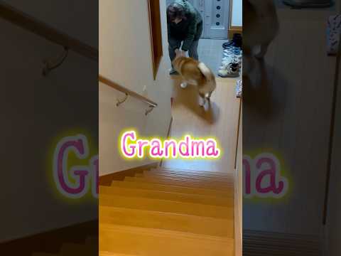 柴犬福 おばあさんと兄とで対応の差が酷い柴犬🤣Grandma,Brother and Shiba🤣shorts jap… サムネイル