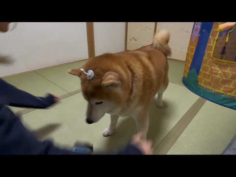 柴犬福 姉に逮捕されちゃう柴犬🤣Sister and Shiba🤣 サムネイル