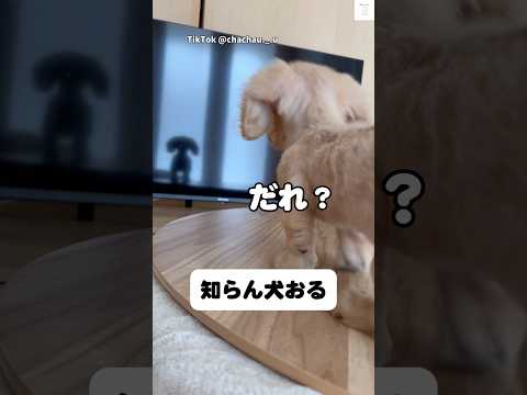 テレビに映る自分に文句を言う犬　ダックス　ミニチュアダックスフンド 犬　かわいい犬 犬のいる暮らし サムネイル