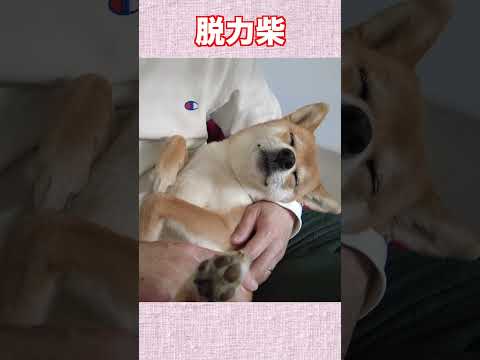 脱力柴 神戸 柴犬 shiba shibainu