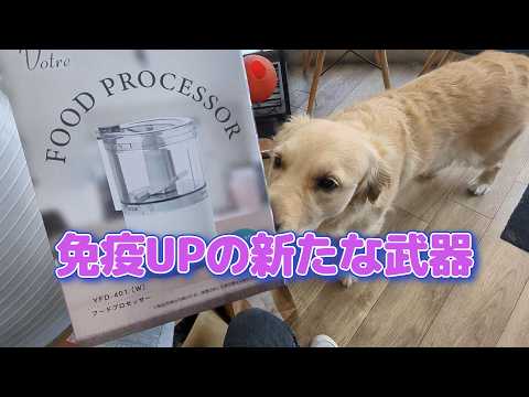 免疫力の新たな武器が届く。ゴールデンレトリバーティト サムネイル