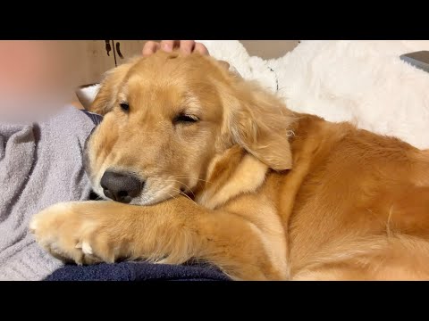 飼い主と離れて暮らしていた犬が、寂しくて泣き出しました...【ゴールデンレトリバー・ボーダーコリー】 サムネイル