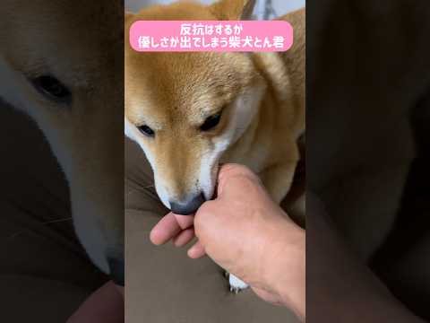 柴犬とん君は、甘噛み中、ちょっと強めに入った時、いつもペロペロしてくれる優しさがあるんです❣️ 柴犬　柴犬とん サムネイル