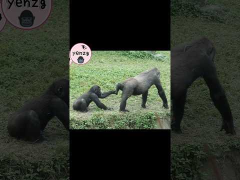 Ringo & Tayari 🤣 gorilla taipeizoo 金剛猩猩 台北市立動物園 funnyanimal… サムネイル