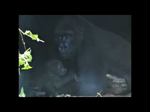 gorilla Iriki 10y6m old mom & son Ringo 2m old. #shorts.I抱R… サムネイル