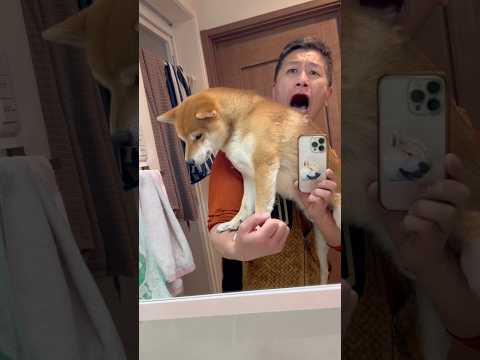 流行りのヤツを鬼滅の刃無限城風でやってみた　柴犬　柴犬とん サムネイル