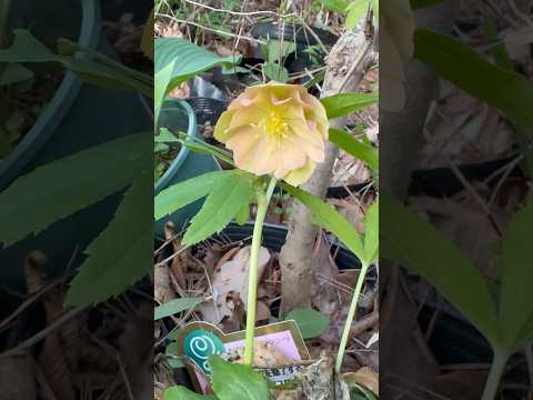 shorts クリスマスローズが咲きました〜　今年最後かな❓　那須 サムネイル