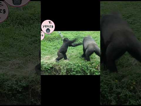 Ringo起身後拍阿姨Tayari gorilla gorillatag taipeizoo 金剛猩猩 台北市立動物園… サムネイル