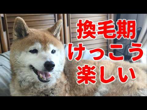 【1097】過去映像：最後の換毛期 サムネイル