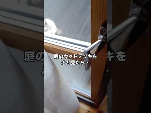 こんなに大きくなっても離乳できないくらいお母さんのことが好きな5匹の子猫とお母さん猫 保護猫 野良猫 猫 shorts サムネイル