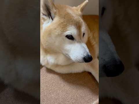 柴犬福 メンヘラ姉にさみしいですボタンを乱発され呆れる柴犬🤣Sis and Shiba🤣姉と柴 shorts japa… サムネイル
