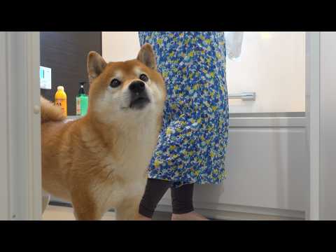 朝から大変なことが起きて、柴犬の様子がおかしい サムネイル