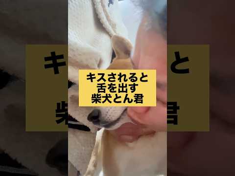 柴犬とん君のペロは、可愛すぎるが、おじさんのキス顔アップはキツすぎる説　柴犬　柴犬とん サムネイル