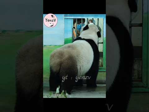哥哥餵圓寶茄苳果,兩只都好可愛🤣 panda cuteanimals  貓熊 taipeizoo 台北市立動物園 sh… サムネイル
