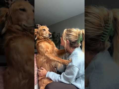 coming home to my golden retriever🥵 goldenretreiver dog ind… サムネイル