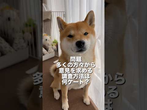 柴犬とん君、アンケートを答えることができるのか！？　柴犬　柴犬とん サムネイル