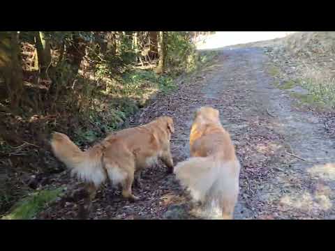 【トン君がやって来た！】久しぶりにイロハと散歩するトン君は尻尾フサフサ。(BR GCH.PAM GCH.INTCH.J… サムネイル