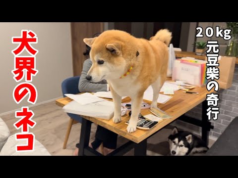 【進まない確定申告】書類を踏んで歩く巨柴… サムネイル