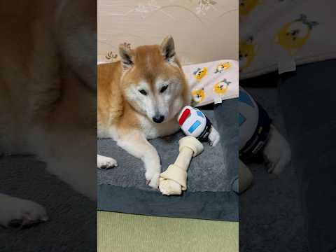 柴犬福 パトカー気に入った柴犬🤣Bad boy🤣shorts bts 柴犬 japanesedog shibainu…