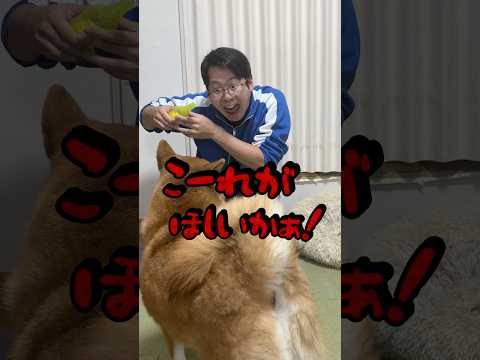 やることガキw 柴犬 shorts サムネイル