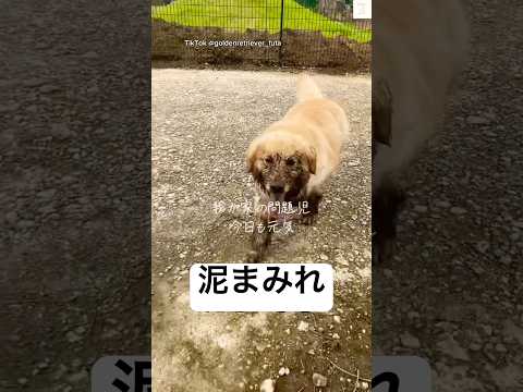 我が家の問題児、全力で遊んだ結果　　　ゴールデンレトリバー 大型犬　犬　面白い　大型犬のいる生活 サムネイル