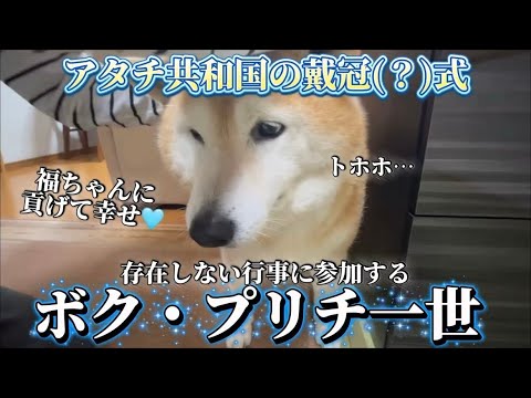 柴犬福 アタチ共和国の戴冠式に付き合わされるボク・プリチ一世🤣Sister and Shiba Inu🤣 サムネイル