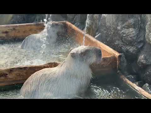 おっと！もう一頭居た🤭　カピバラ温泉(源泉掛け流し) 那須どうぶつ王国にて　2026年1月11日 サムネイル