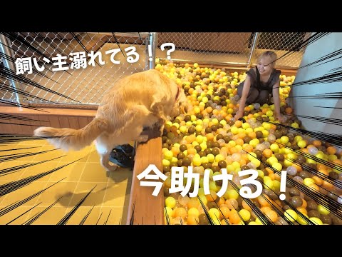 ボールプールで飼い主を助ける愛犬が可愛すぎる【横浜旅行by星野リゾート】 サムネイル