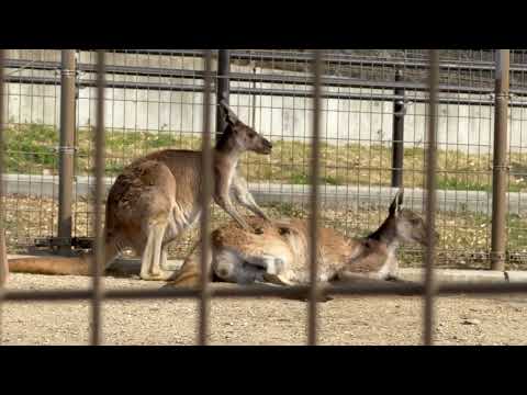 マッサージ中⁈ クロカンガルー　浜松市動物園にて　2026年3月15日 サムネイル