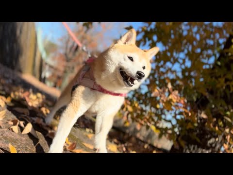 葉っぱたちの旅立ちを見守る警備隊　Watching the Leaves Set Off on Their Journ… サムネイル