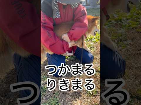 ’25.12.18 力丸は、今日も楽しい… #柴犬 #shibainu #柴犬のいる暮らし #柴犬の日常 #おやつ #… サムネイル