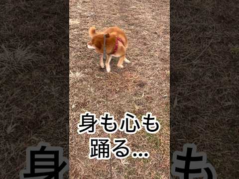 ’26.2.12 畑で始まる力丸の1日… 柴犬 shibainu 柴犬のいる暮らし 柴犬の日常 お散歩 食べる犬 眠る… サムネイル