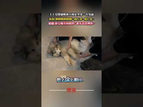 主人安排貓咪和小狗家裡第一次見面時發生哭笑不得的一幕 萌寵 意外 萬萬沒想到 pets amazing shorts サムネイル