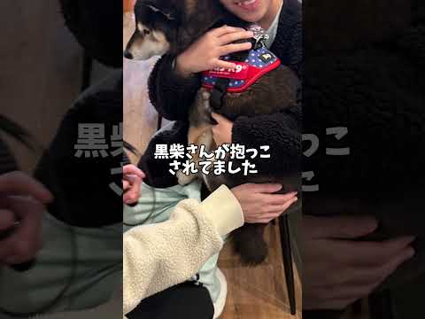 柴犬12歳の夢 サムネイル