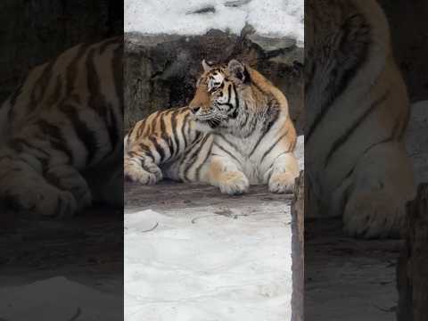 #shorts アムールトラ🐯のザリアさん　旭山動物園　2025年12月20日 サムネイル