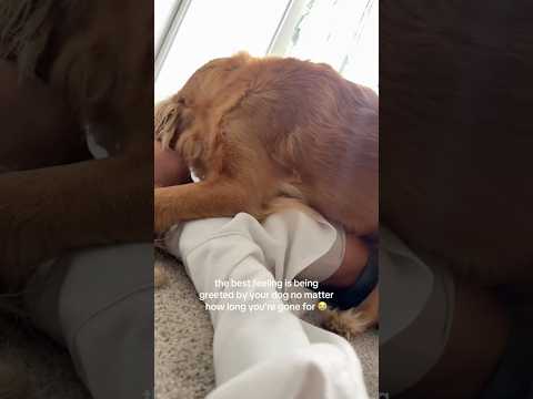 coming home to my golden retriever🥵goldenretreivers dog pup… サムネイル