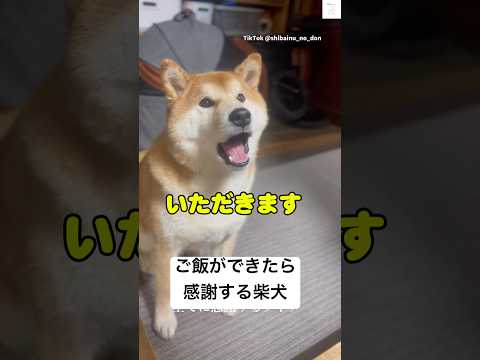 ご飯に感謝する柴犬🐶　#柴犬　#犬　#犬のいる暮らし #かわいい　#かわいい犬 サムネイル