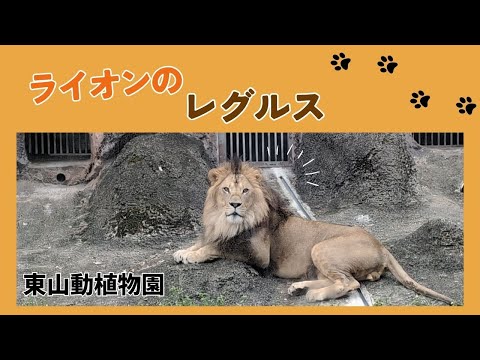 【東山動植物園】迫力満点！ライオンのレグルス🦁 サムネイル