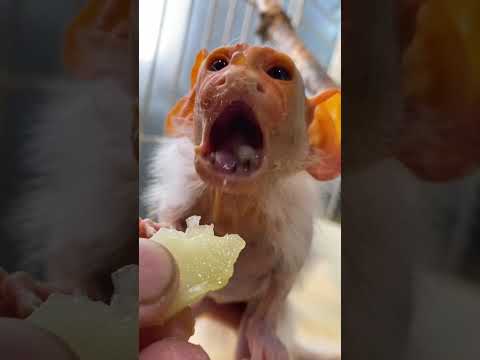 新年から食欲旺盛なコモンおばあちゃん♪shorts 動物 おばあちゃん サムネイル