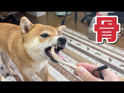 骨をバキバキ　スペアリブをいただきます　柴犬小夏 サムネイル