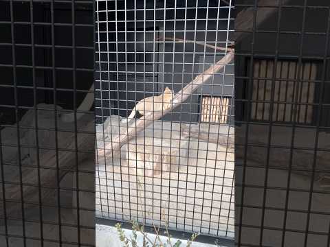 shorts ジウちゃん　ぴょんと❣️ スナネコ　ごかつら池どうぶつパーク　2026年1月24日 サムネイル