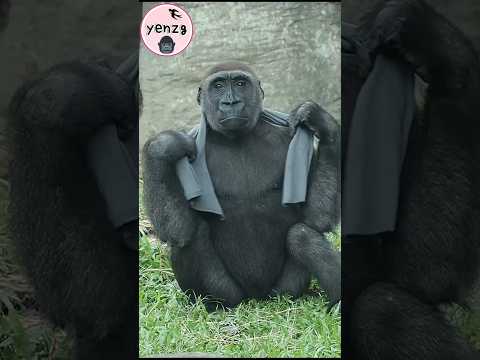Gorilla Jabali好時髦啊 gorillatag 金剛猩猩 taipeizoo 台北市立動物園 サムネイル