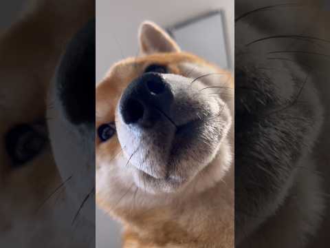 ローアングルからのアップめの柴犬とん君が可愛すぎる　柴犬　柴犬とん サムネイル