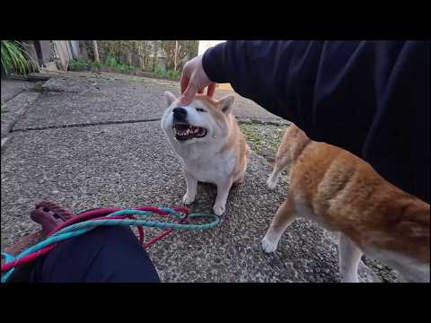 コショコショ と ヒハヒハ サムネイル