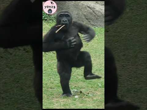 Ringo cute druming😆 gorilla gorillatag taipeizoo 金剛猩猩 台北市立動…