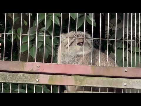 風が強いけどエルくん登ってくれた☺️ マヌルネコ　東山動植物園にて　2025年12月15日 サムネイル