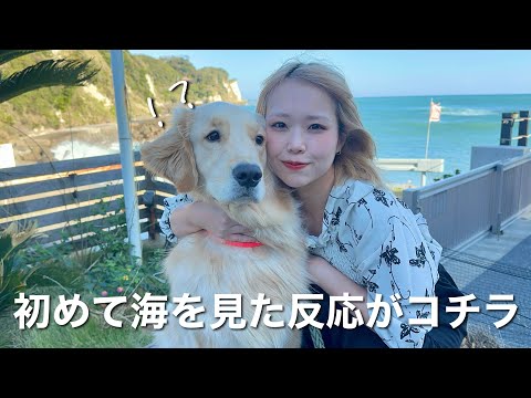 【海で大はしゃぎ】楽しいお泊まりでも飼い主に甘える犬系彼氏in千葉いすみ サムネイル