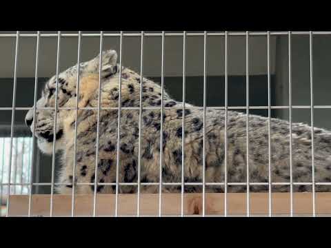 リアンちゃんとユキチくん　ユキヒョウ　東山動植物園にて　2026年3月13日 サムネイル